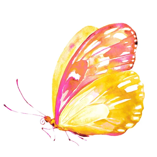 Hermosa Mariposa Aislada Sobre Fondo Blanco — Foto de Stock