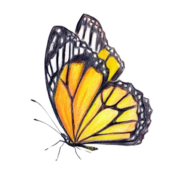 美しい蝶 水彩で隔離 — ストック写真