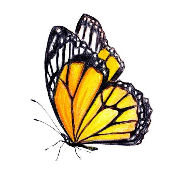 Hermosa Mariposa Aislado Blanco Acuarela —  Fotos de Stock