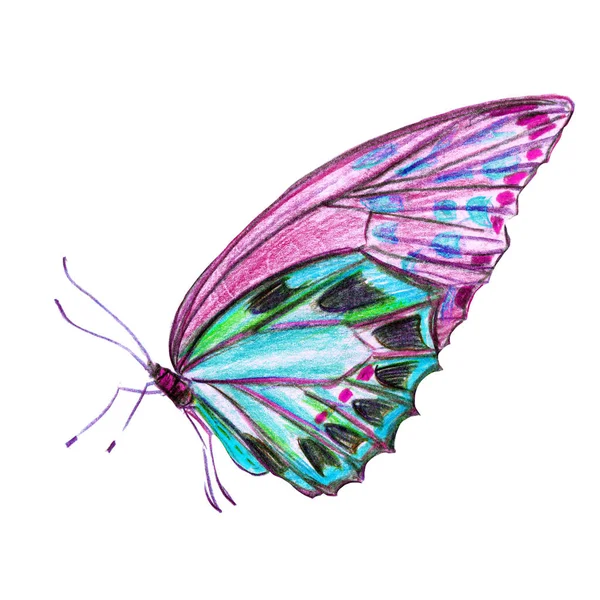Красивий Метелик Ізольований Білому Акварелі — стокове фото