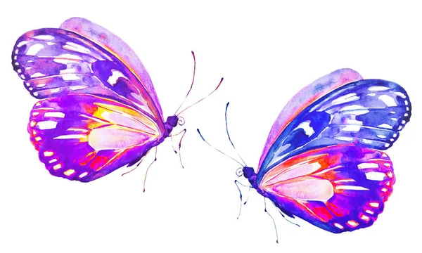 Beautiful Bright Butterflies Watercolor Isolated White — Stock Photo, Image