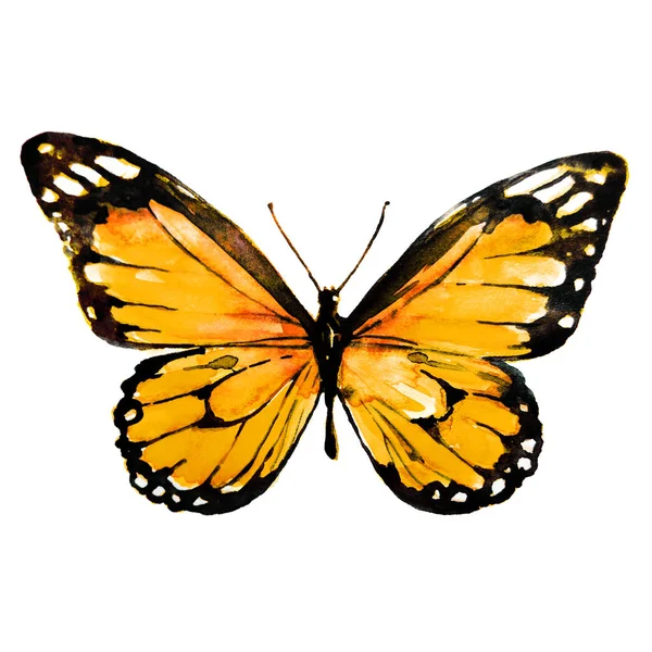 Krásný Motýl Akvarel Izolované Bílém — Stock fotografie