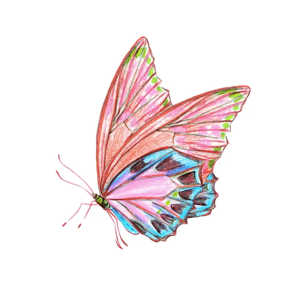 美しい蝶が白 水彩で隔離 — ストック写真