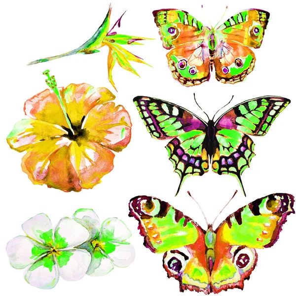 Schöne Tropische Schmetterlinge Und Blumen Aquarell Isoliert Auf Einem Weißen — Stockfoto