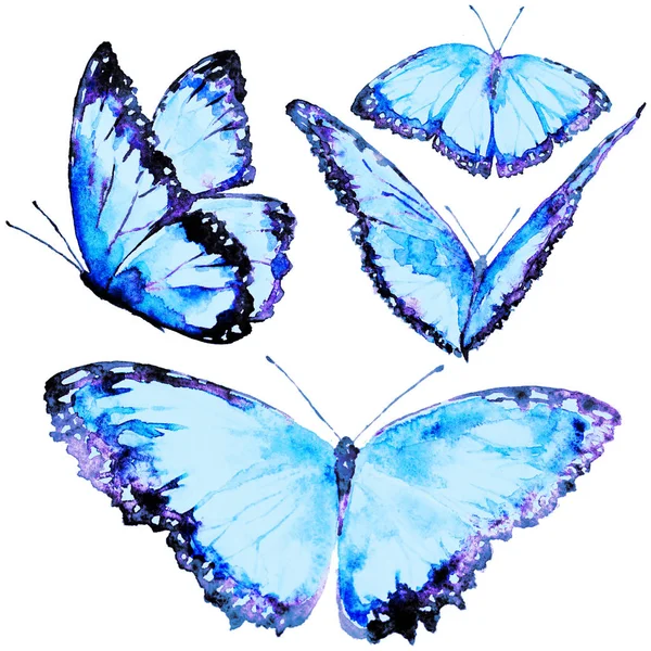 Beautiful Butterflies Watercolor Isolated White — Stock Photo, Image