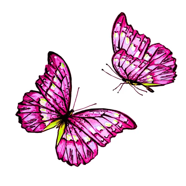 Beautiful Butterflies Watercolor Isolated White — Stock Photo, Image