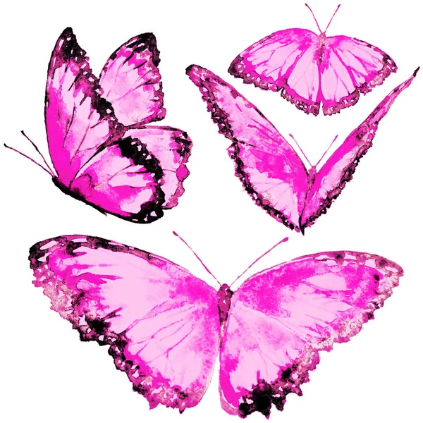 Beautiful Butterflies Watercolor Isolated White — Stock Photo, Image