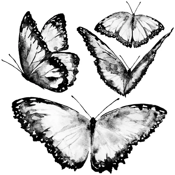 Schöne Schwarze Schmetterlinge Aquarell Gesetzt Isoliert Auf Einem Weißen — Stockfoto