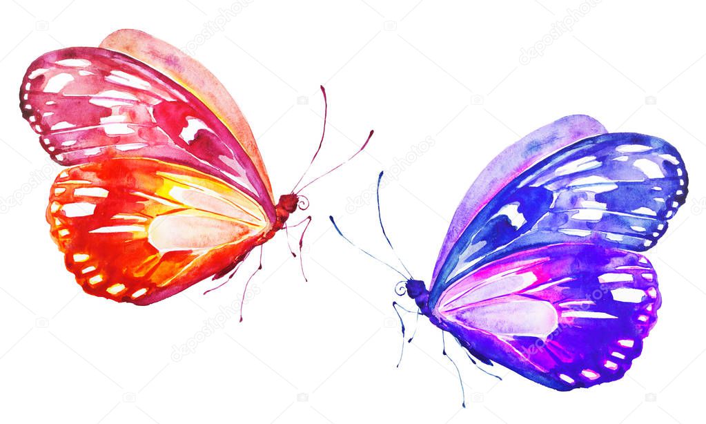 beautiful bright  butterflies, watercolor, isolated on a white
