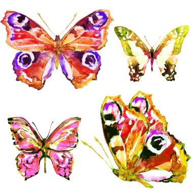 güzel parlak kelebekler, suluboya, izole bir beyaz