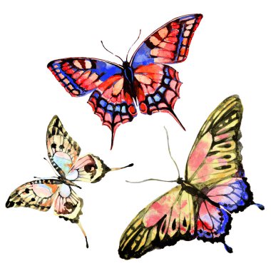 güzel renkli kelebekler, ayarla, suluboya, beyaz izole