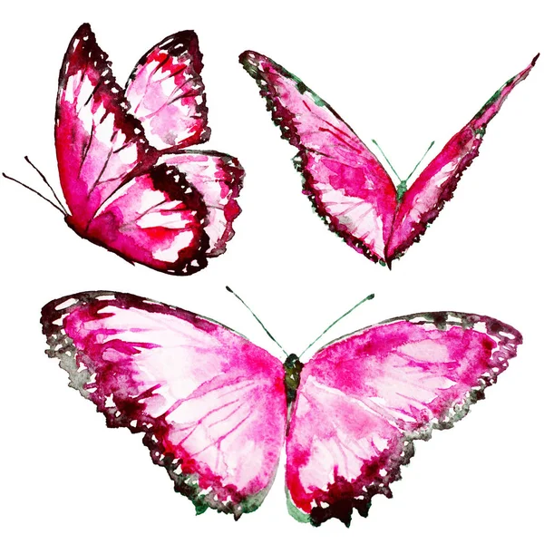 Krásné Motýly Akvarel Izolované Bílém Pozadí — Stock fotografie