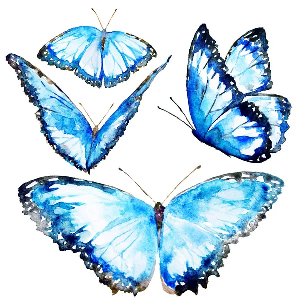 Vackra Fjärilar Akvarell Isolerad Vit — Stockfoto