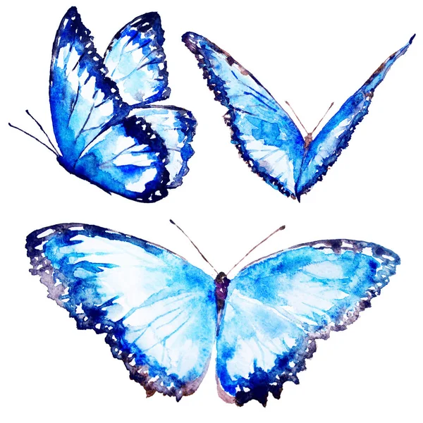 Beautiful Butterflies Watercolor Isolated White — Stock Photo, Image