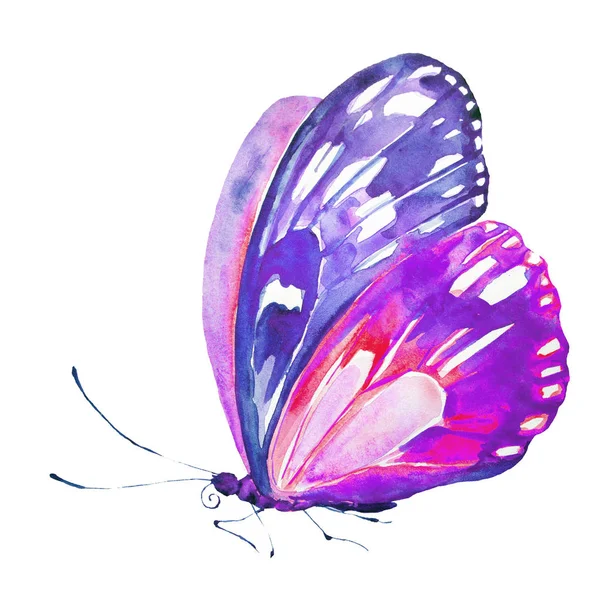 Beautiful Butterfly Watercolor Isolated White — Stock Photo, Image