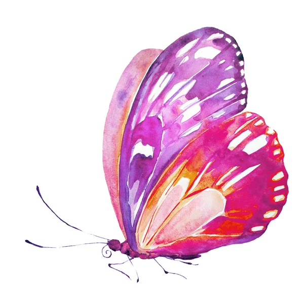 Beautiful Butterfly Watercolor Isolated White — Stock Photo, Image