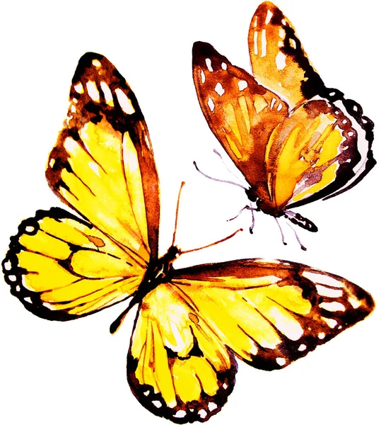 Białym Tle Piękne Motyle Akwarela — Zdjęcie stockowe