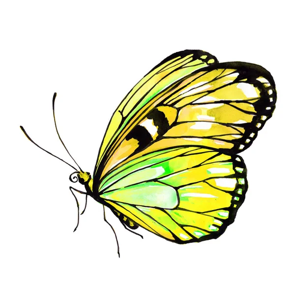 Vacker Fjäril Akvarell Isolerad Vit — Stockfoto