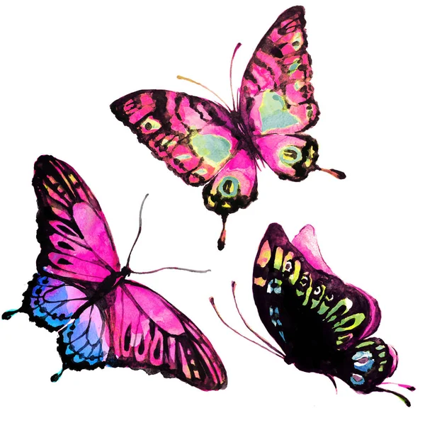 Vackra Fjärilar Akvarell Isolerad Vit Bakgrund — Stockfoto