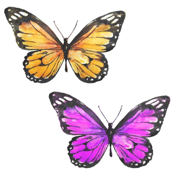 Wunderschöne Schmetterlinge Aquarell Isoliert Auf Weißem Hintergrund — Stockfoto