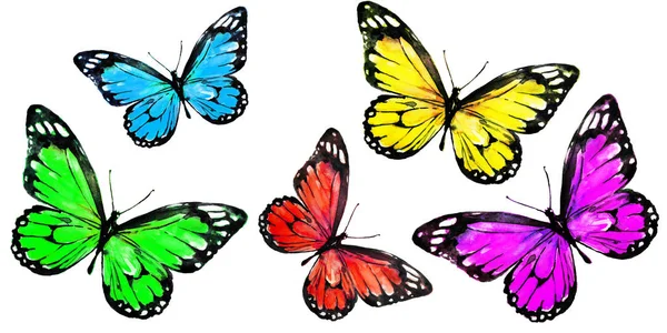 Beautiful Color Butterflies Set Isolated White — Stock Photo, Image