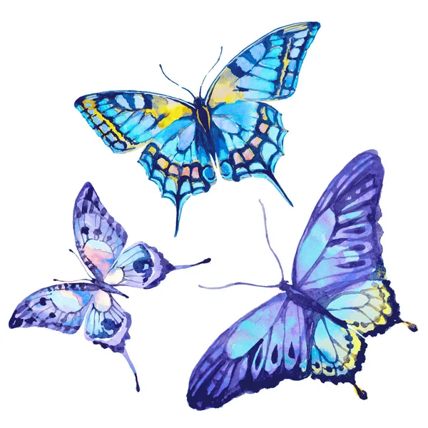 美しい蝶は 白で隔離 — ストック写真