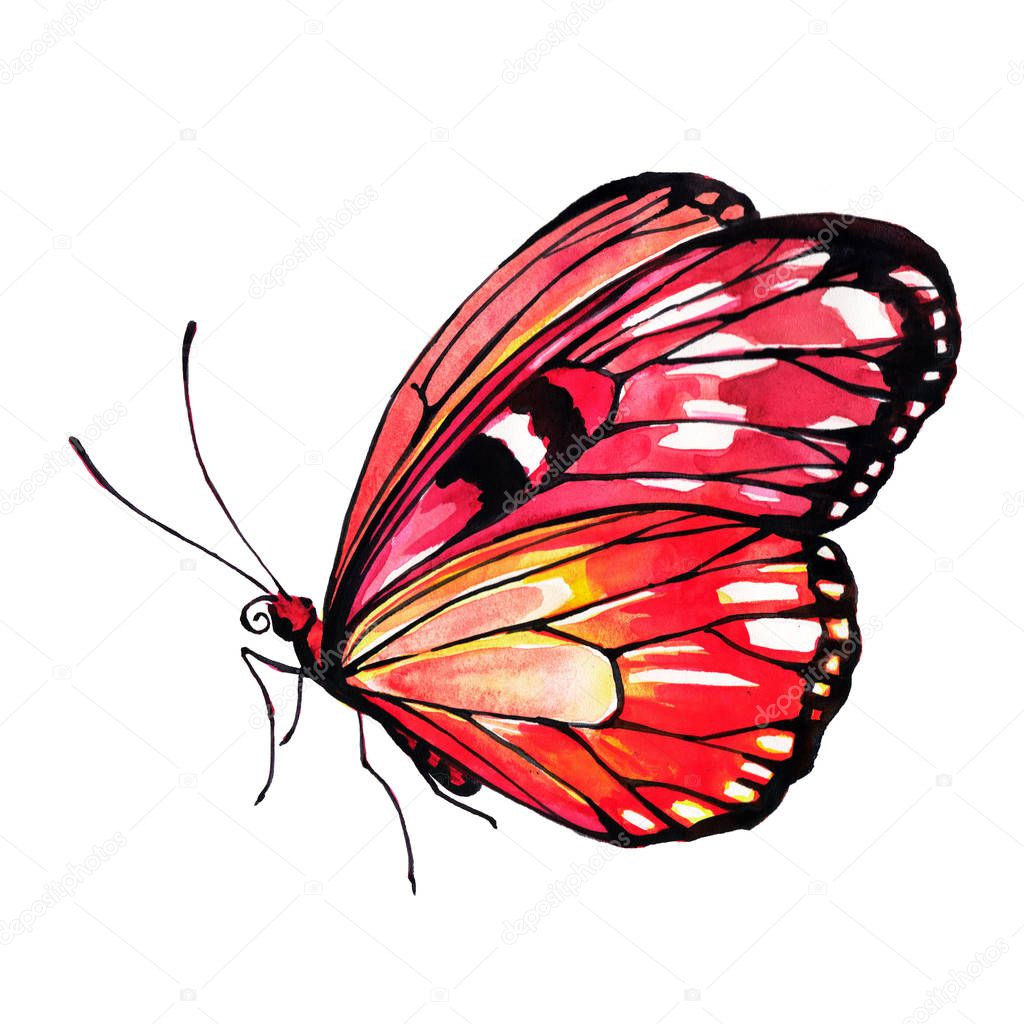 beautiful butterfly, watercolor, isolated on a white