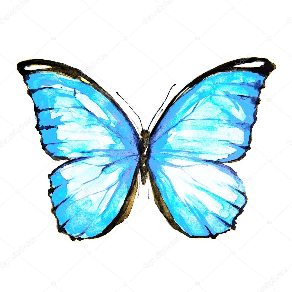 beautiful blue butterfly, watercolor, isolated on a white