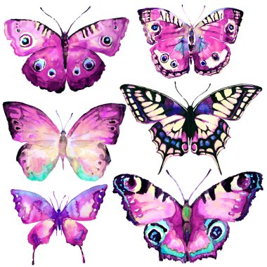 güzel kelebekler, suluboya, izole bir beyaz