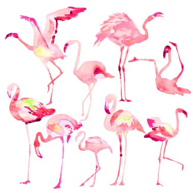Güzel suluboya flamingolar, bir beyaz isolaned. Büyük set.