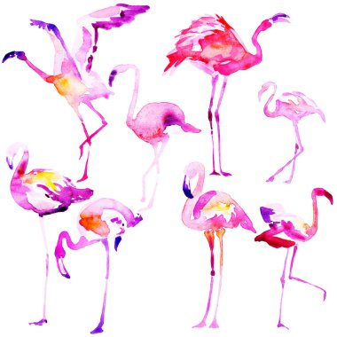 Güzel suluboya flamingolar, beyaz izole. Büyük set.