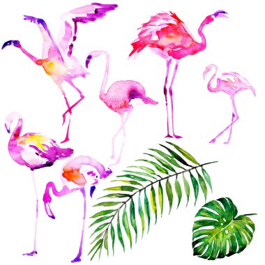 Güzel suluboya flamingolar, beyaz izole. Büyük set.