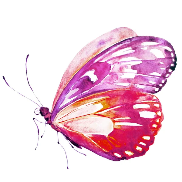 Vackra Ljusa Fjäril Akvarell Isolerad Vit — Stockfoto