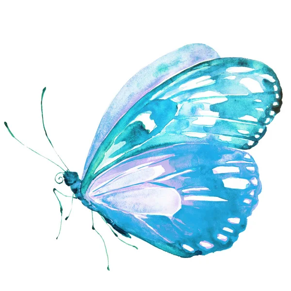Schöner Heller Schmetterling Aquarell Isoliert Auf Einem Weißen — Stockfoto