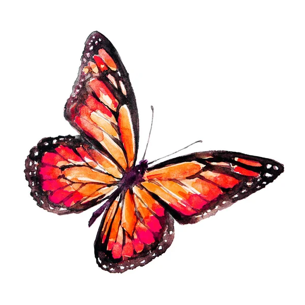 Beautiful Red Butterfly Watercolor Isolated White — Stock Photo, Image