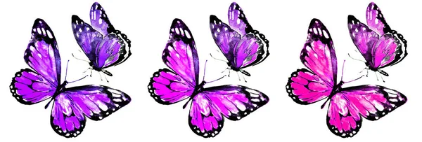 Beautiful Colorful Butterflies Set Watercolor Isolated White — Stock Photo, Image