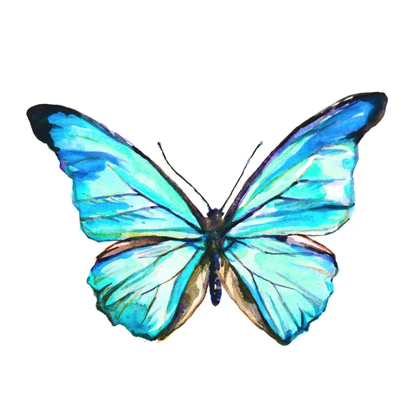 Beau Papillon Bleu Isolé Sur Blanc Aquarelle — Photo