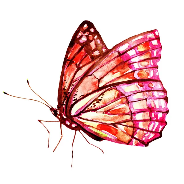 Schöner Schmetterling Isoliert Auf Einem Weißen Aquarell — Stockfoto