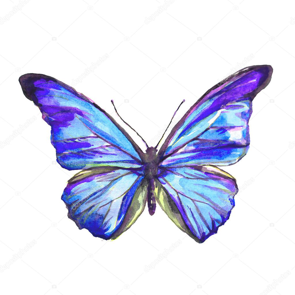 beautiful blue butterfly,  isolated  on a white, watercolor