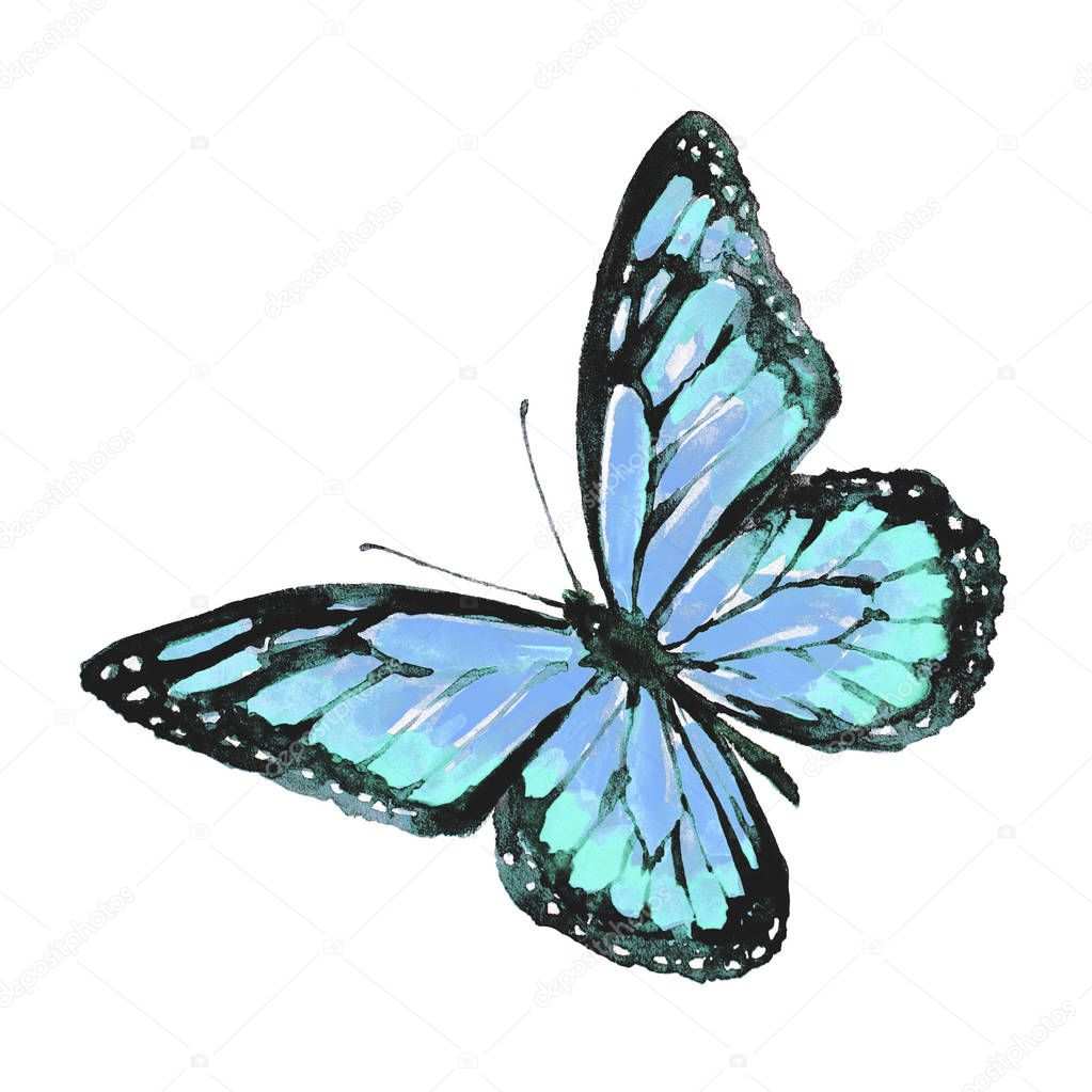 beautiful butterfly  isolated on a white, watercolor