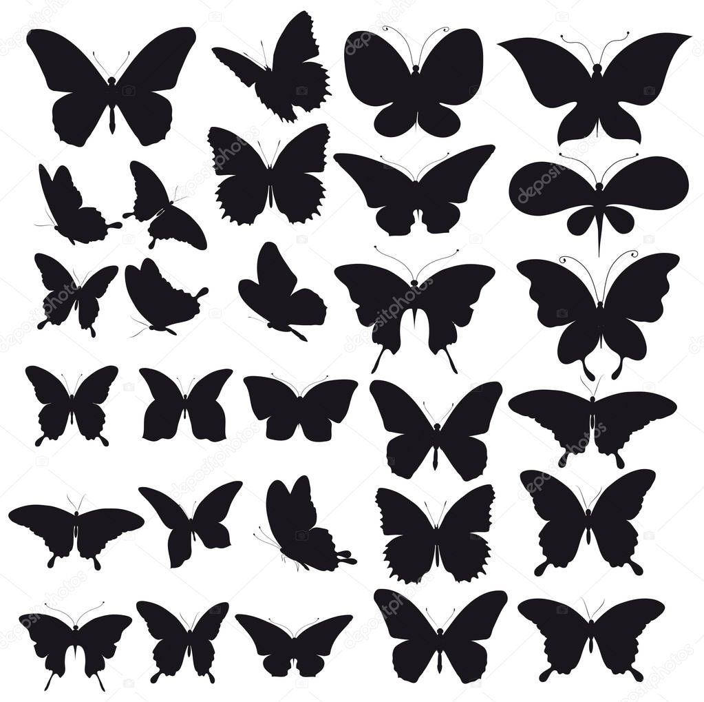 black butterflies,  isolated on a white background