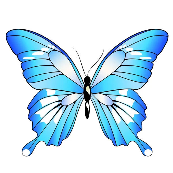 beyaz izole güzel mavi kelebek