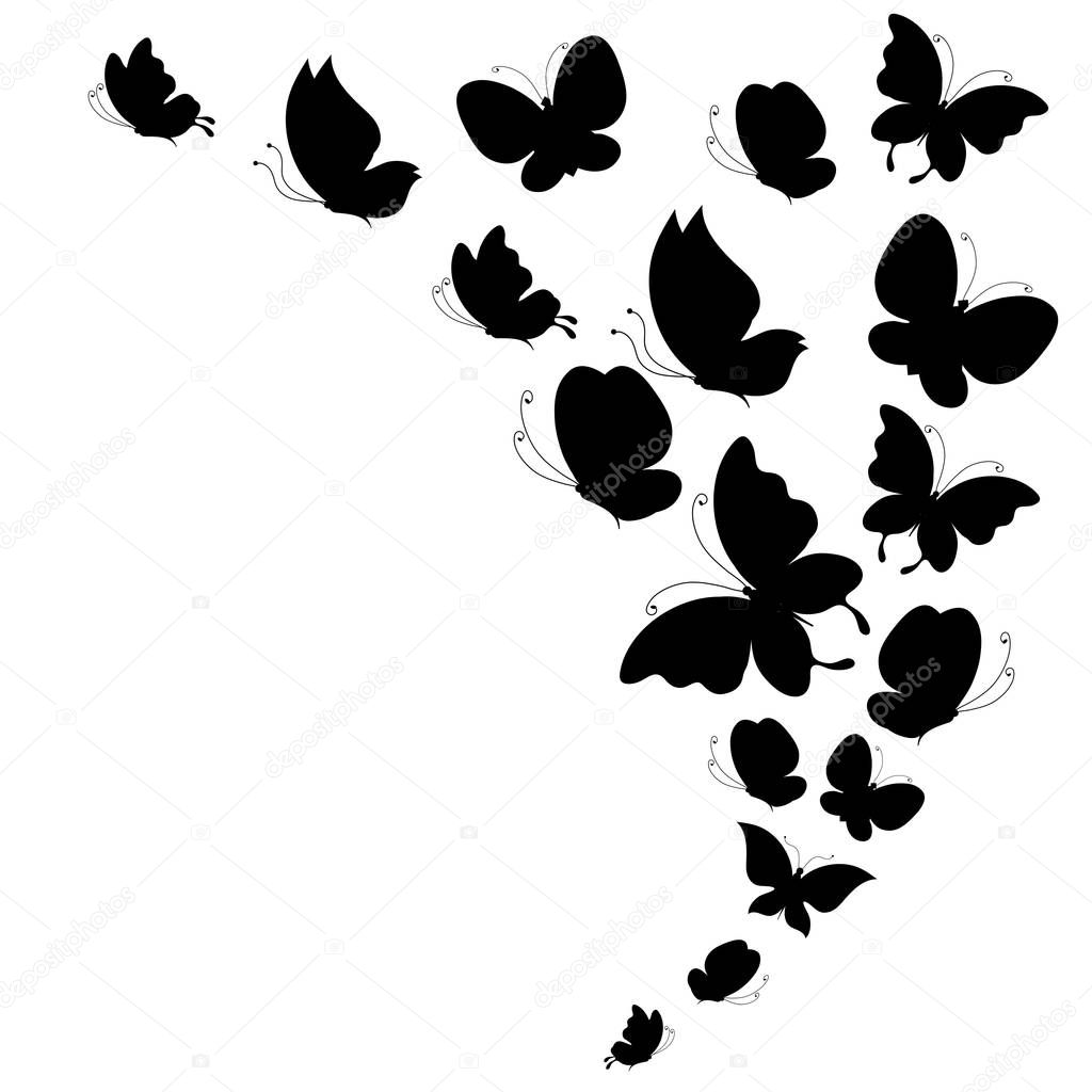 black butterflies,  isolated on a white background