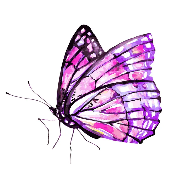 Beautiful Pink Butterfly Watercolor Isolated White Background — Stock Vector