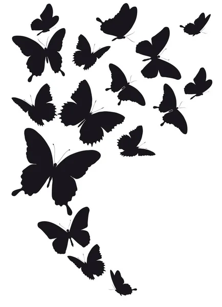 Black Butterfly Isolated White — Stock Photo, Image