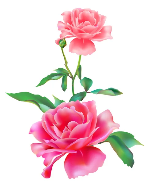 Belas Flores Rosa Rosa Isolado Fundo Branco — Fotografia de Stock