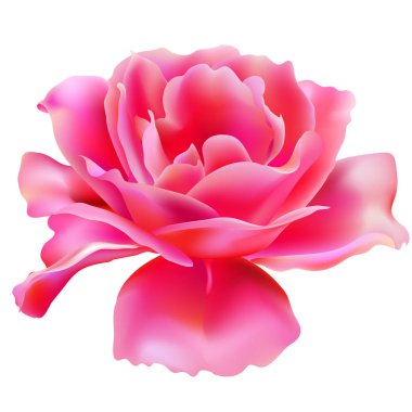 beyaz bir arka plan üzerinde izole güzel pembe gül, çiçek