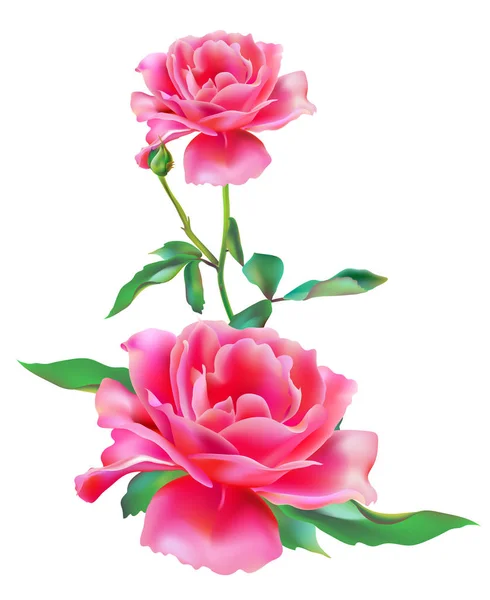 Hermosas Rosas Rosadas Flores Aisladas Sobre Fondo Blanco Postal Vintage — Vector de stock