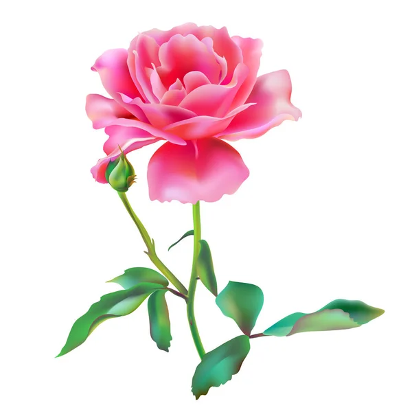 Rosa Rosa Hermosa Flor Aislada Sobre Fondo Blanco — Vector de stock