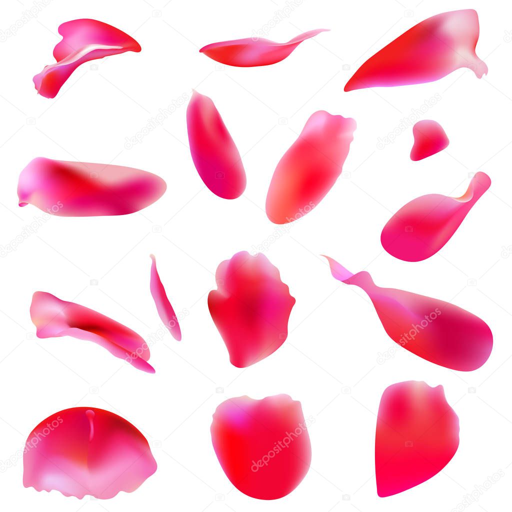 beautiful rose petals, isolated on white background, Valentine design elements 